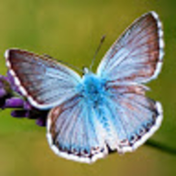 Meet your Posher, Hailey - Picture 1 of 1